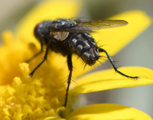 Sarcophaga sp.
